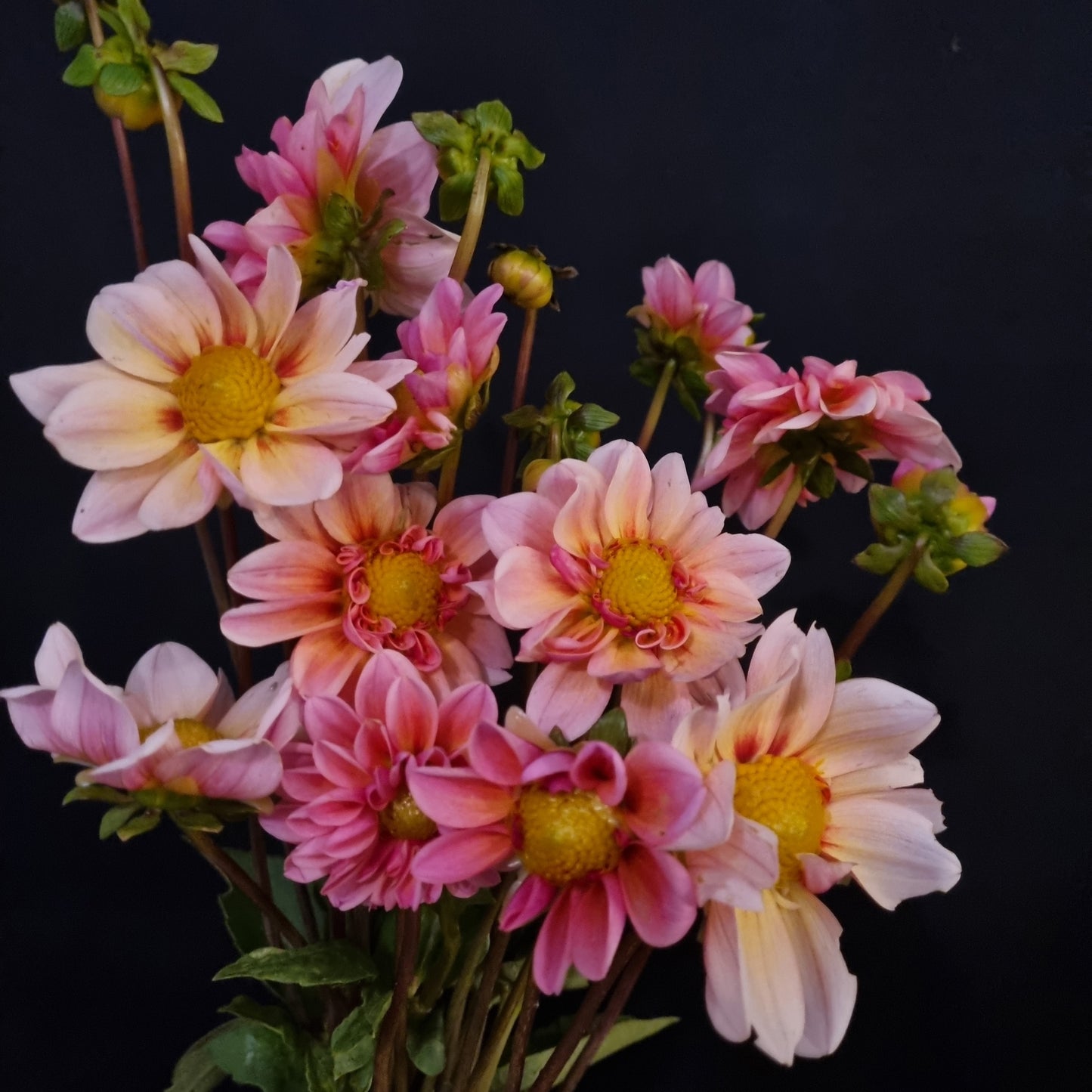 Merton's Peach Single dahlia tuber – Hillview Flowers