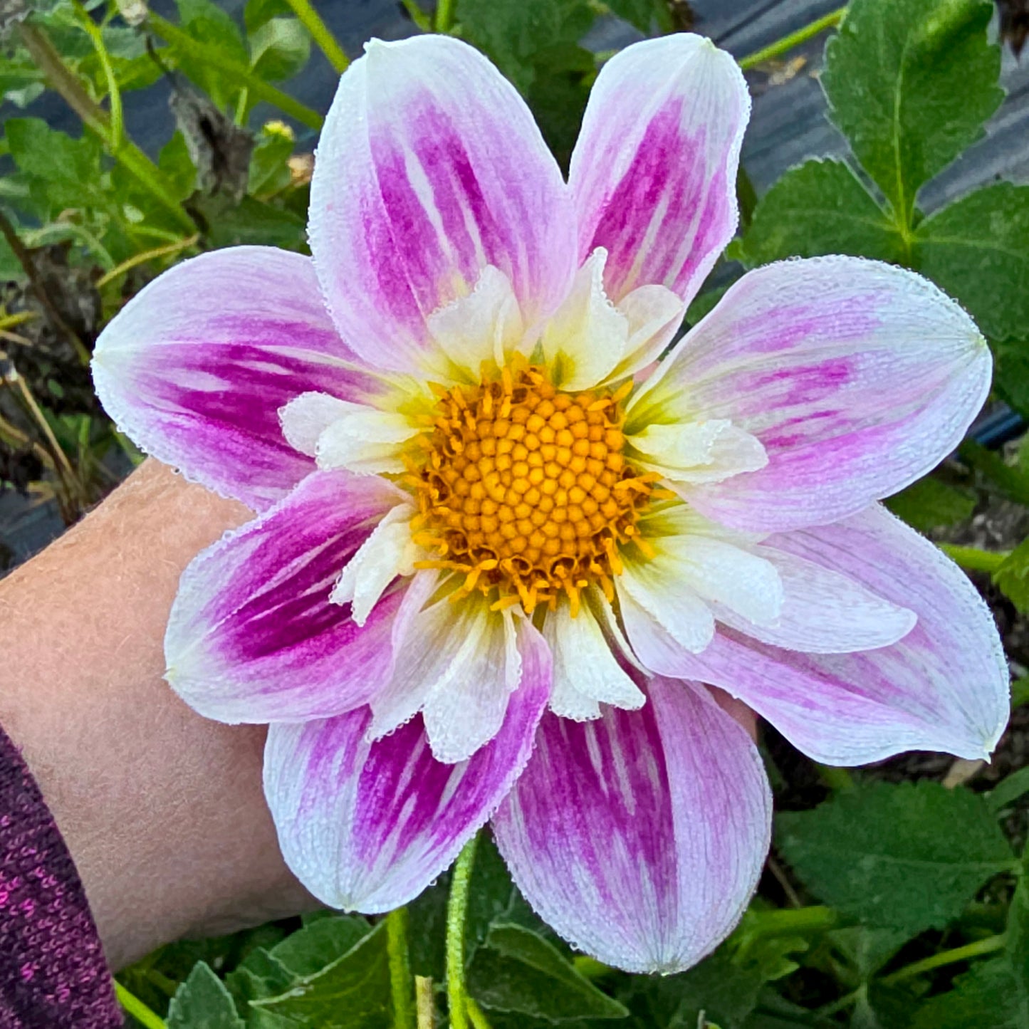Miss Joan dahlia tuber – Hillview Flowers