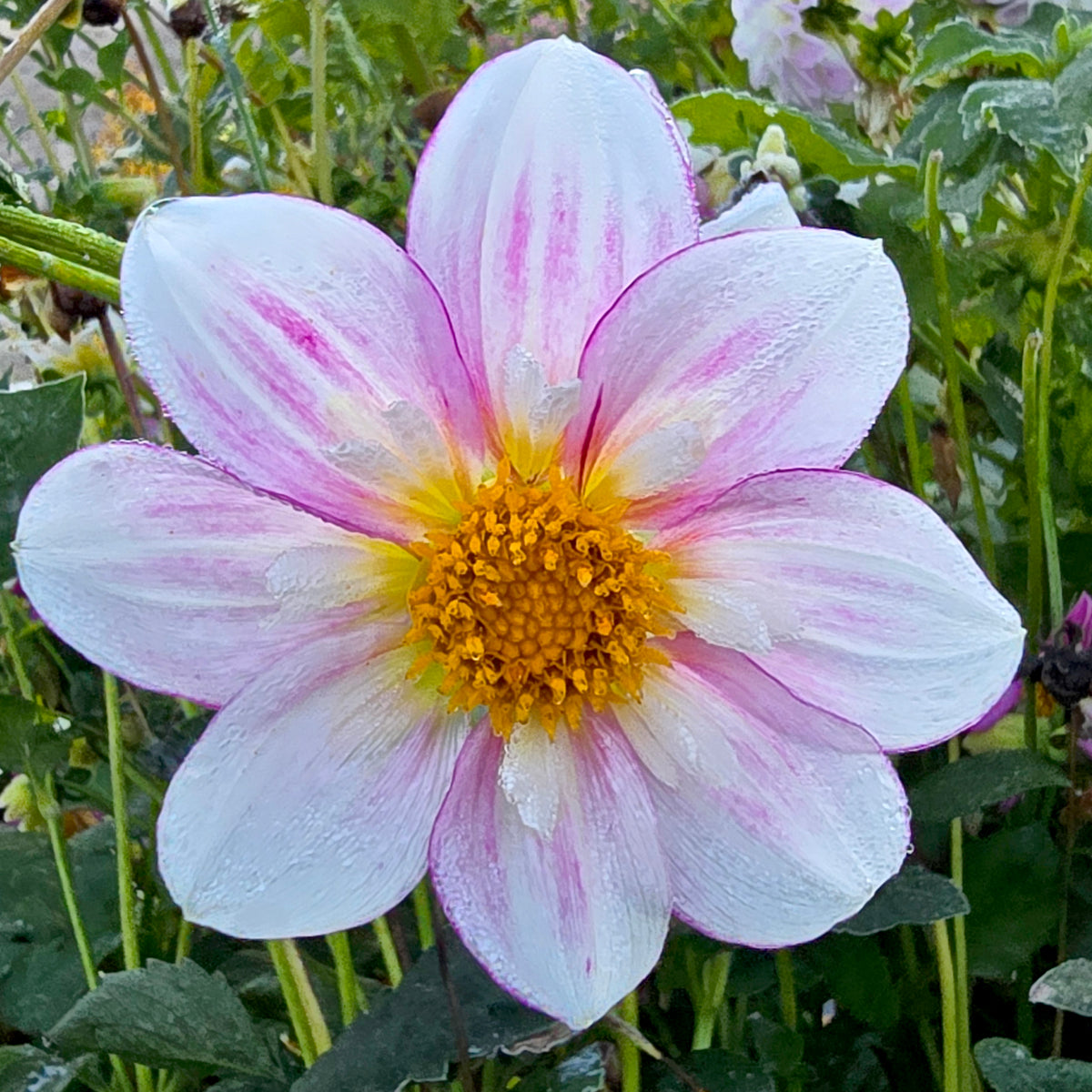 Molly dahlia tuber – Hillview Flowers