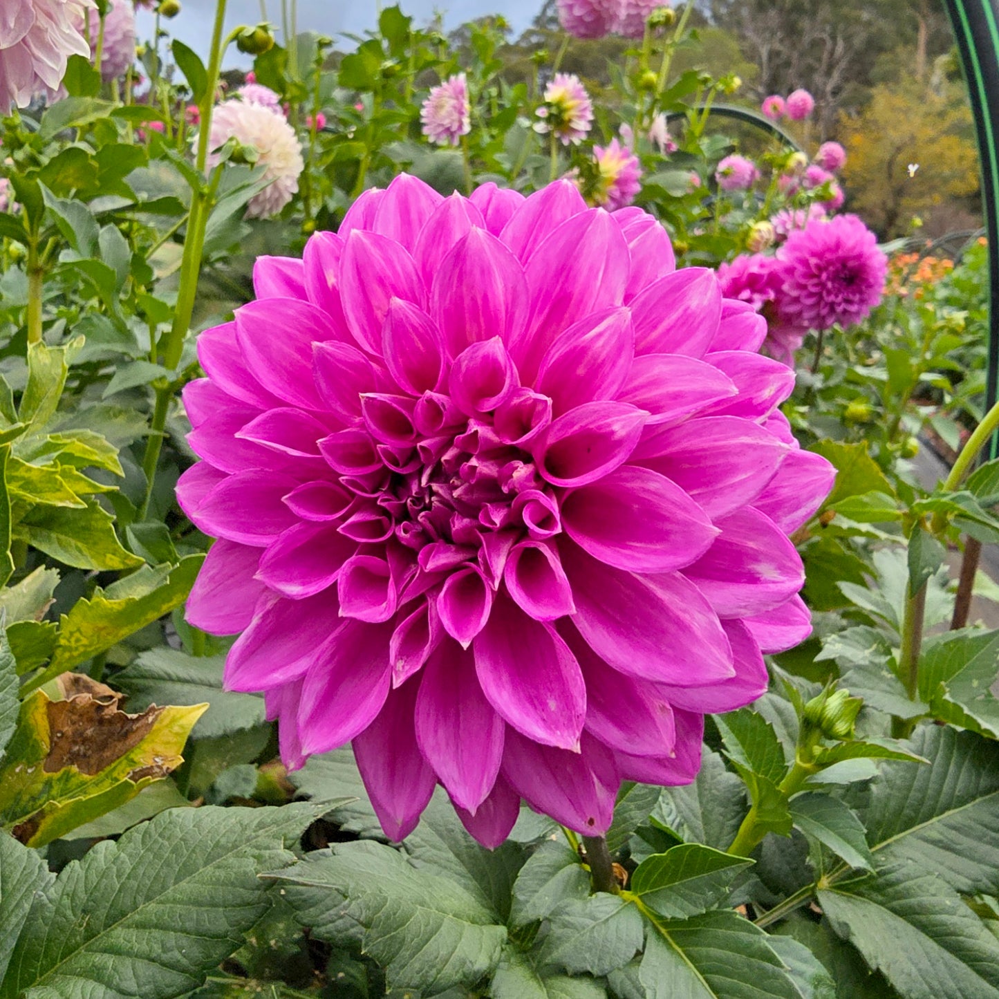 Nicky dahlia tuber – Hillview Flowers