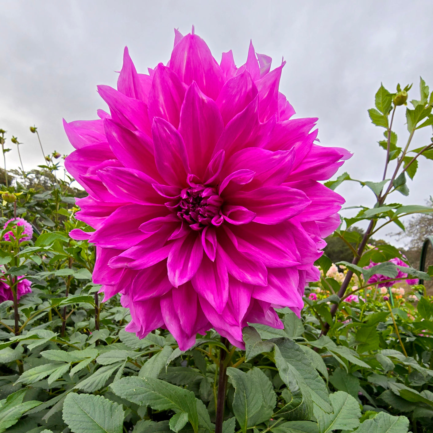 Nonno dahlia tuber – Hillview Flowers