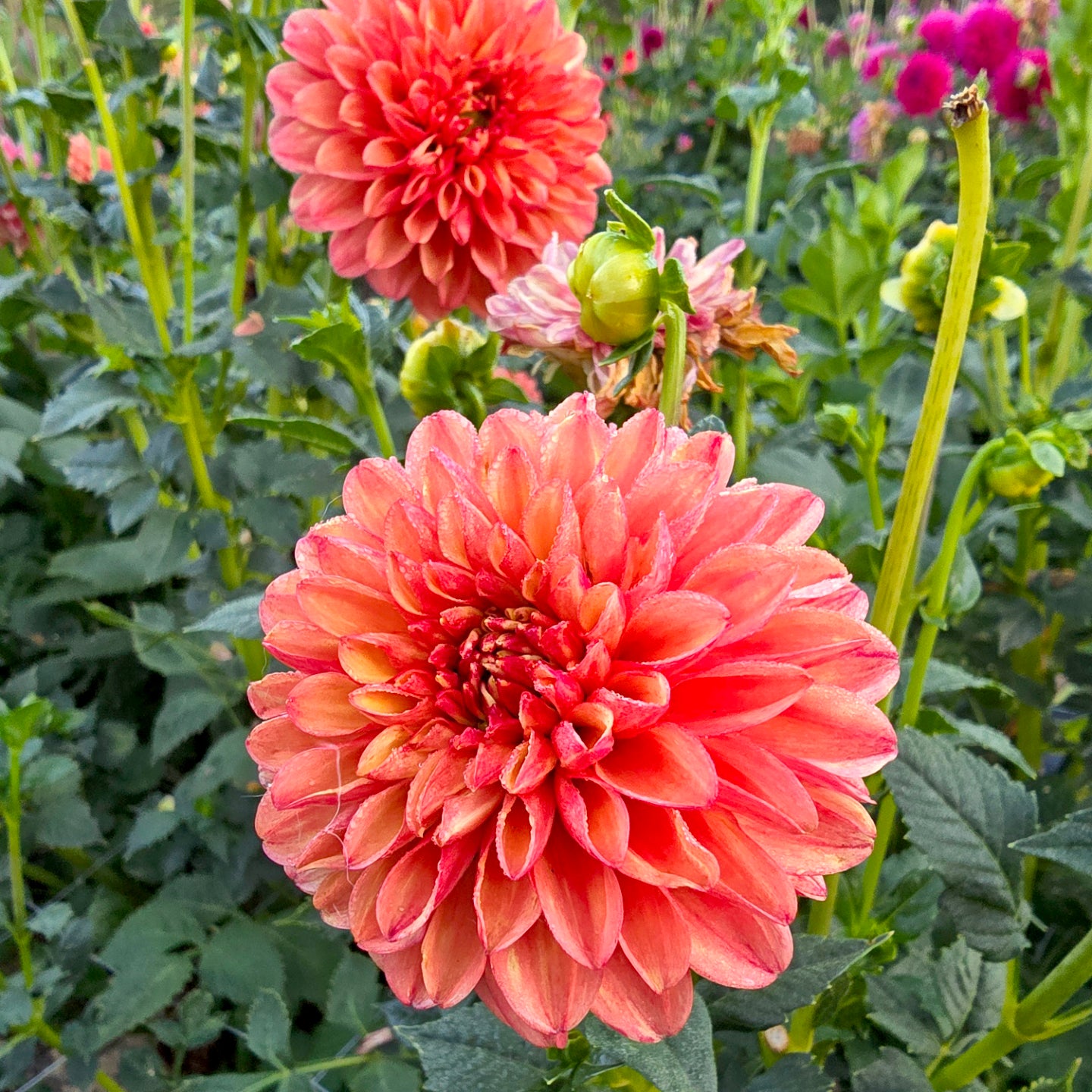 Oranges and Lemons dahlia tuber – Hillview Flowers