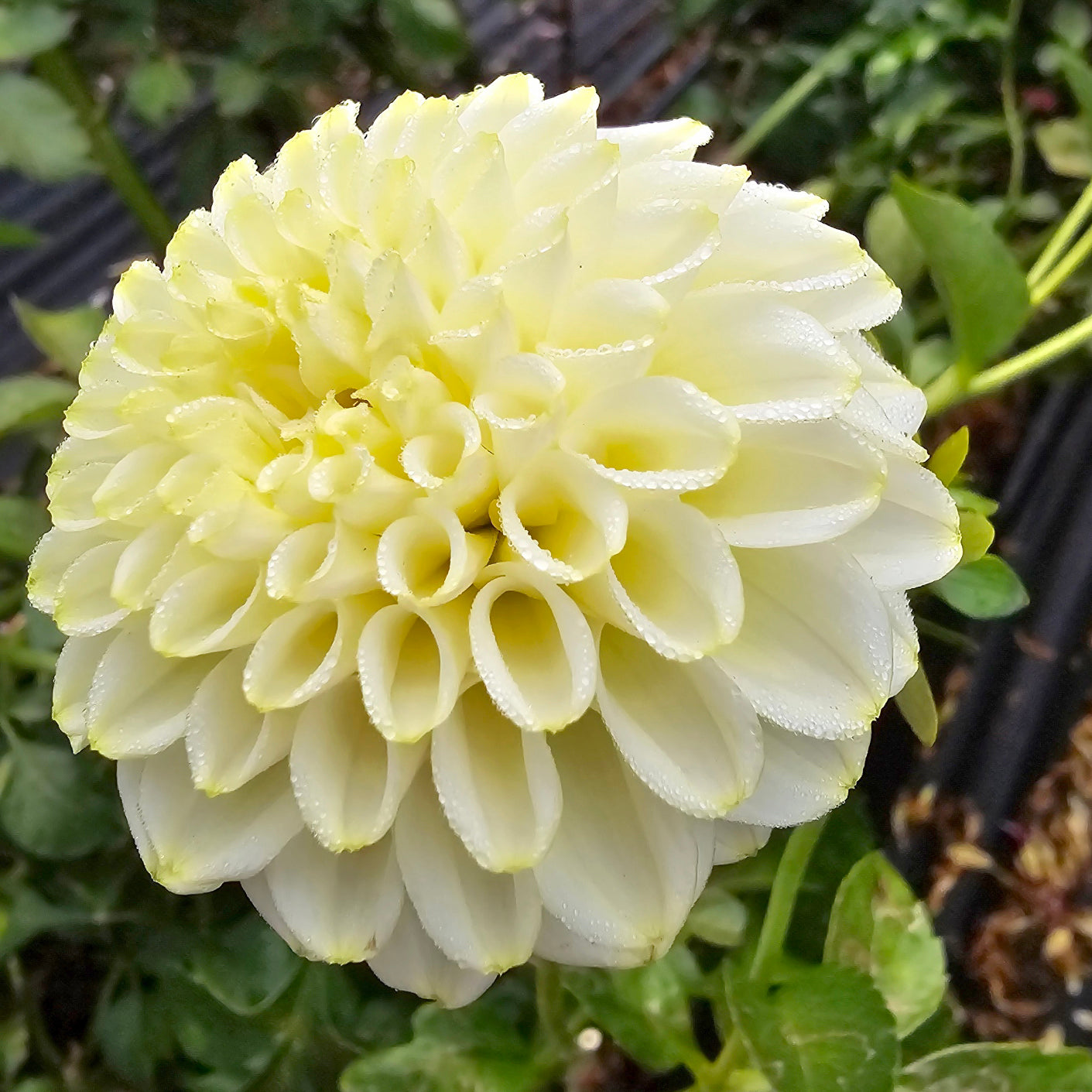 Otway Gem dahlia tuber – Hillview Flowers