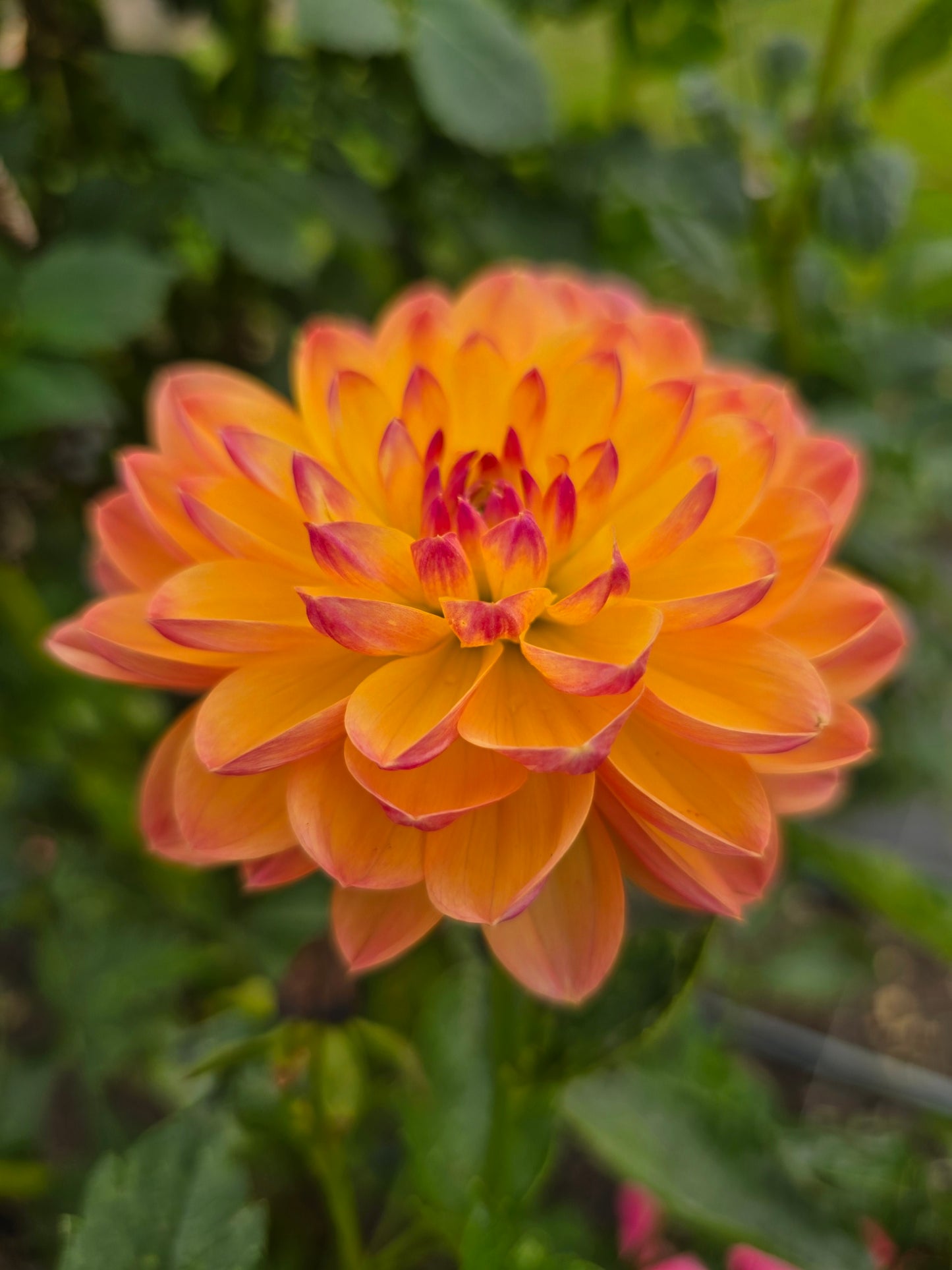 Pam Howden dahlia tuber – Hillview Flowers