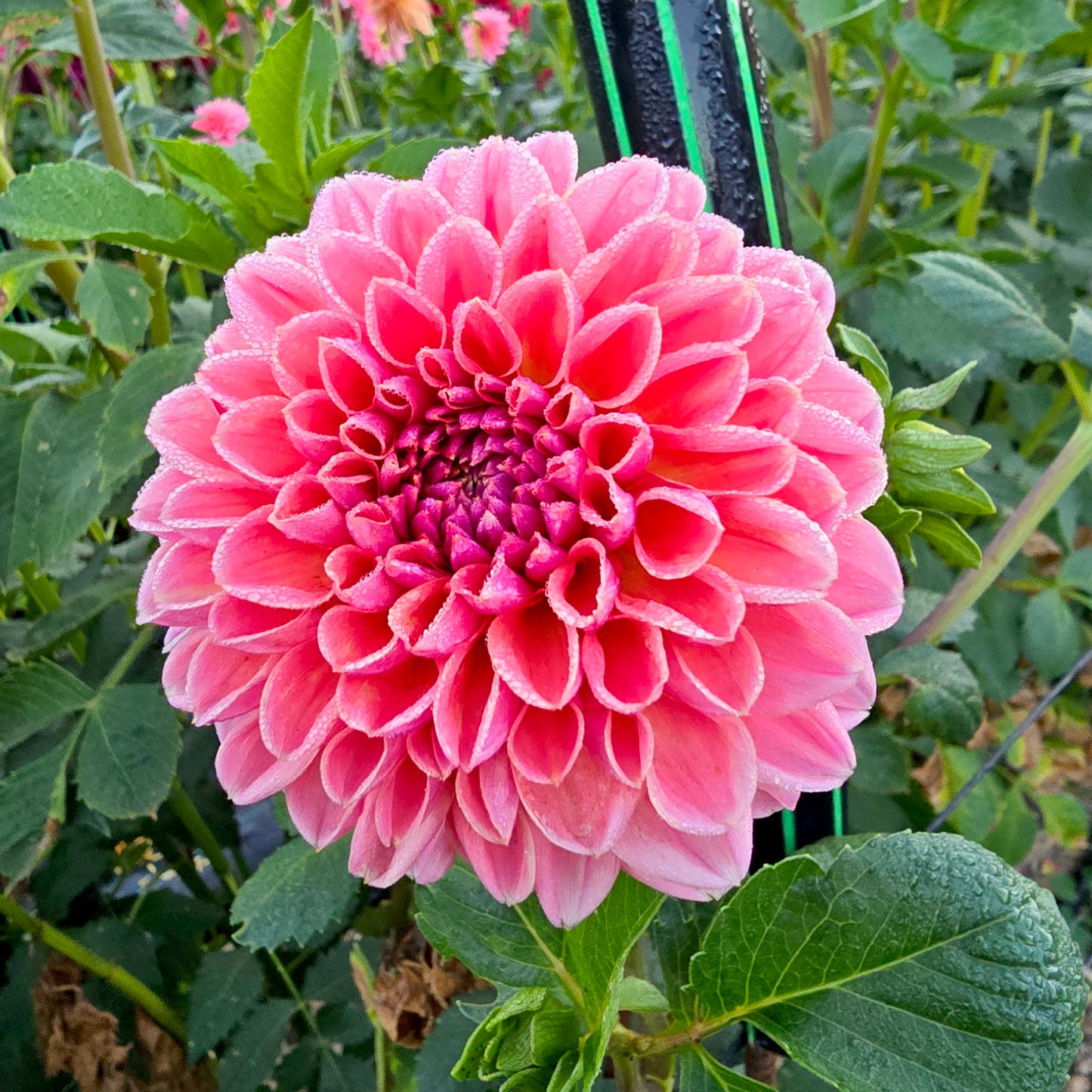 Peachy dahlia tuber – Hillview Flowers
