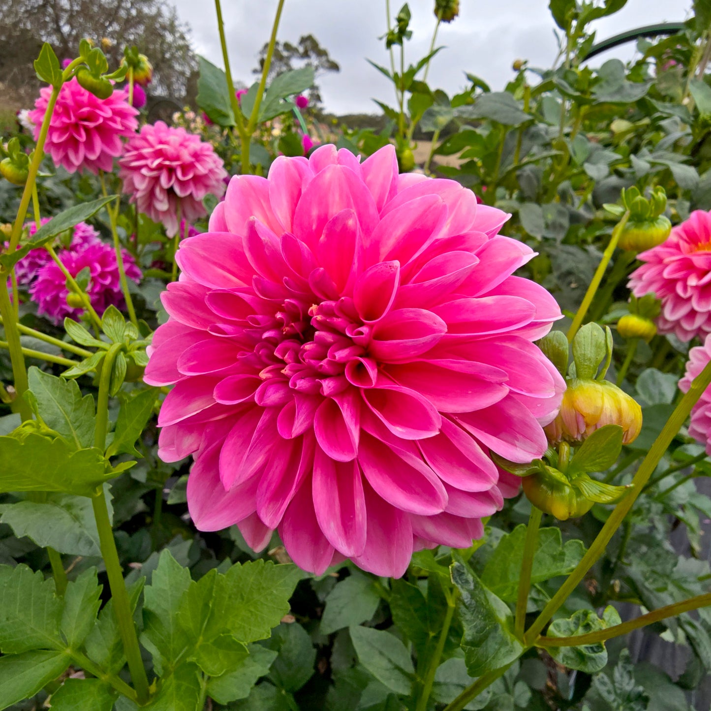 Pink Show dahlia tuber – Hillview Flowers
