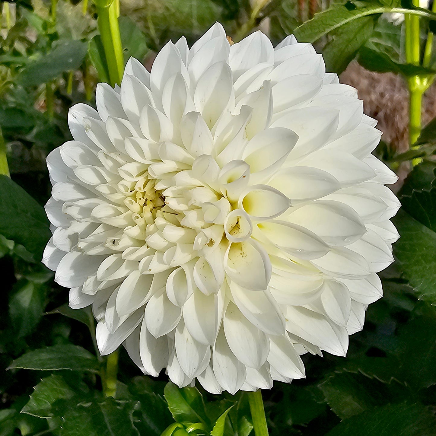 Ryecroft Peace dahlia tuber – Hillview Flowers