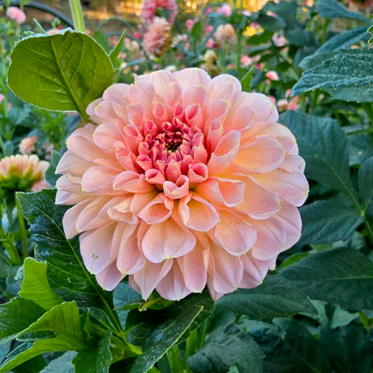 Salmon Joy dahlia tuber – Hillview Flowers