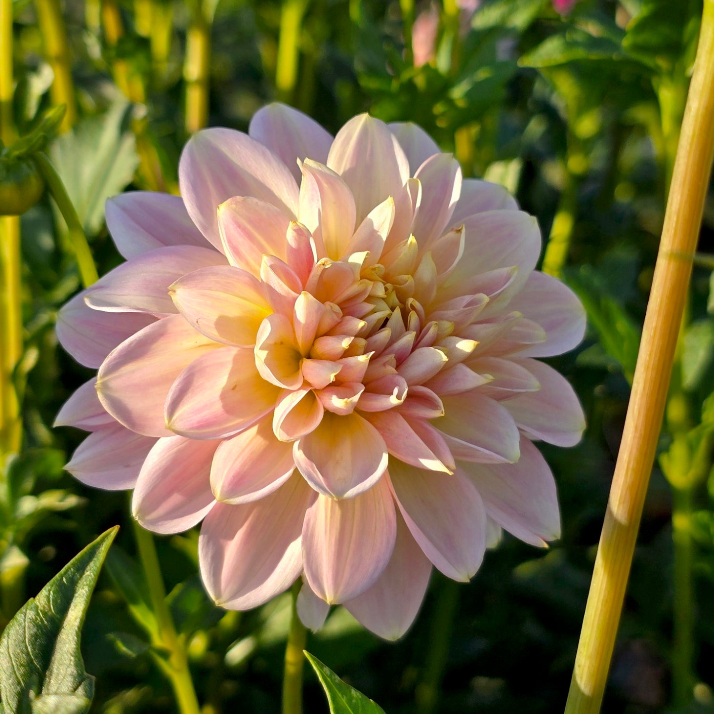 Sandy dahlia tuber – Hillview Flowers