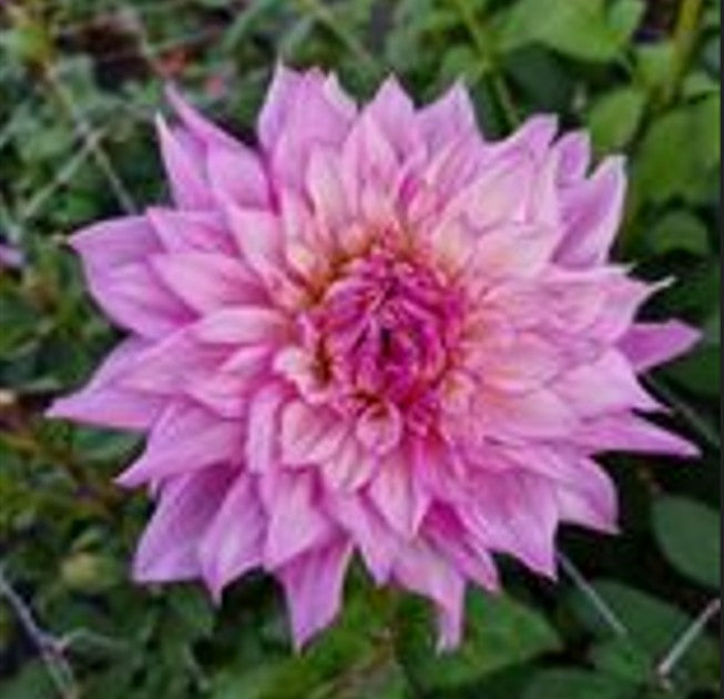 Sir Alf Ramsay dahlia tuber – Hillview Flowers