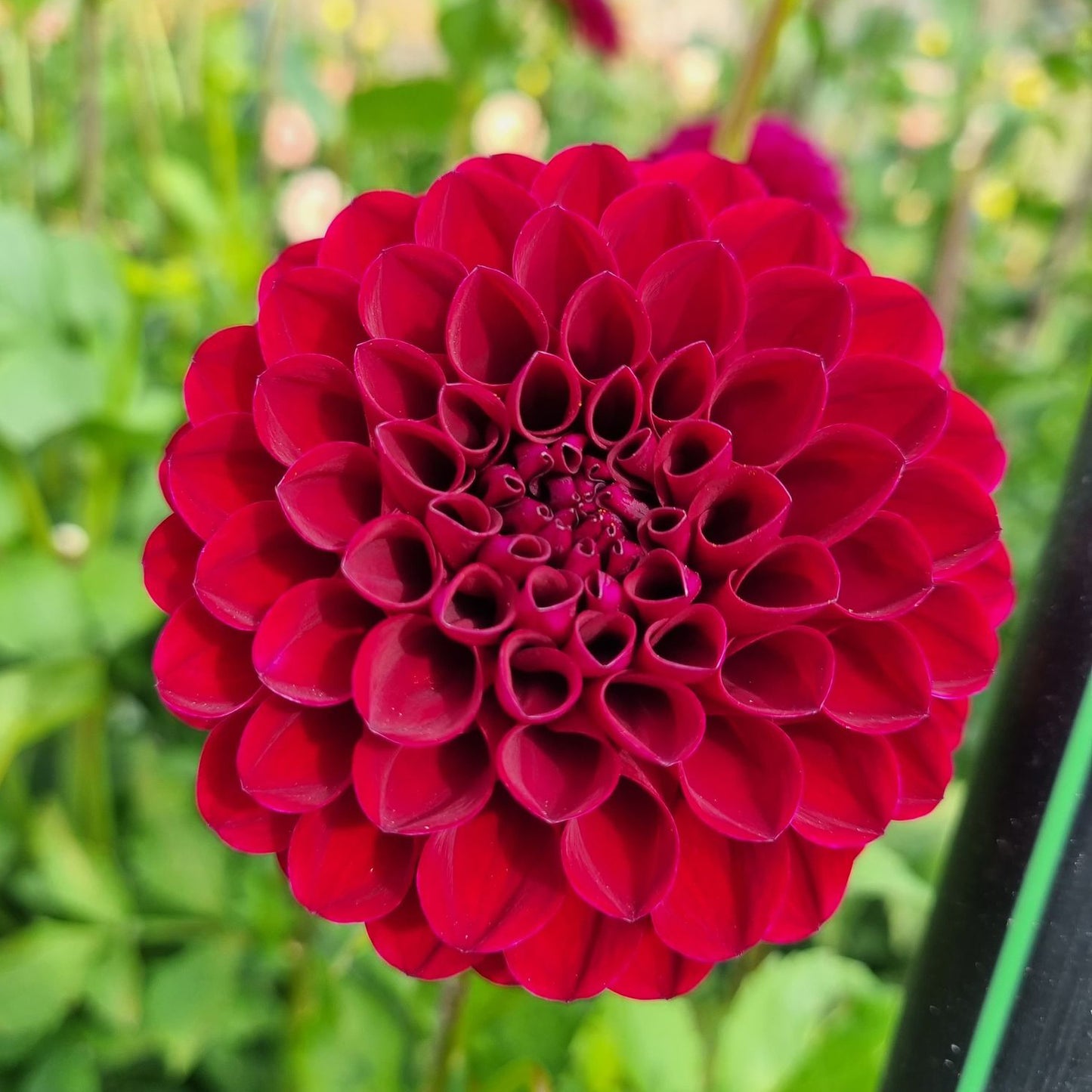 Steve's Choice dahlia tuber – Hillview Flowers