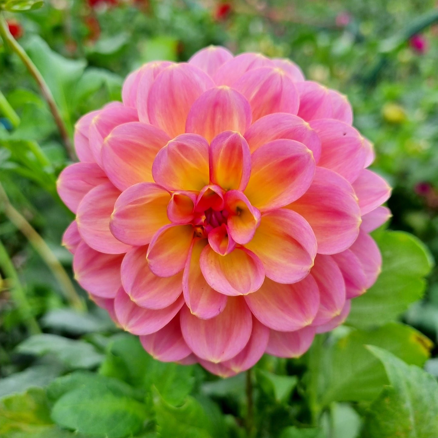 Sunny Rose dahlia tuber – Hillview Flowers