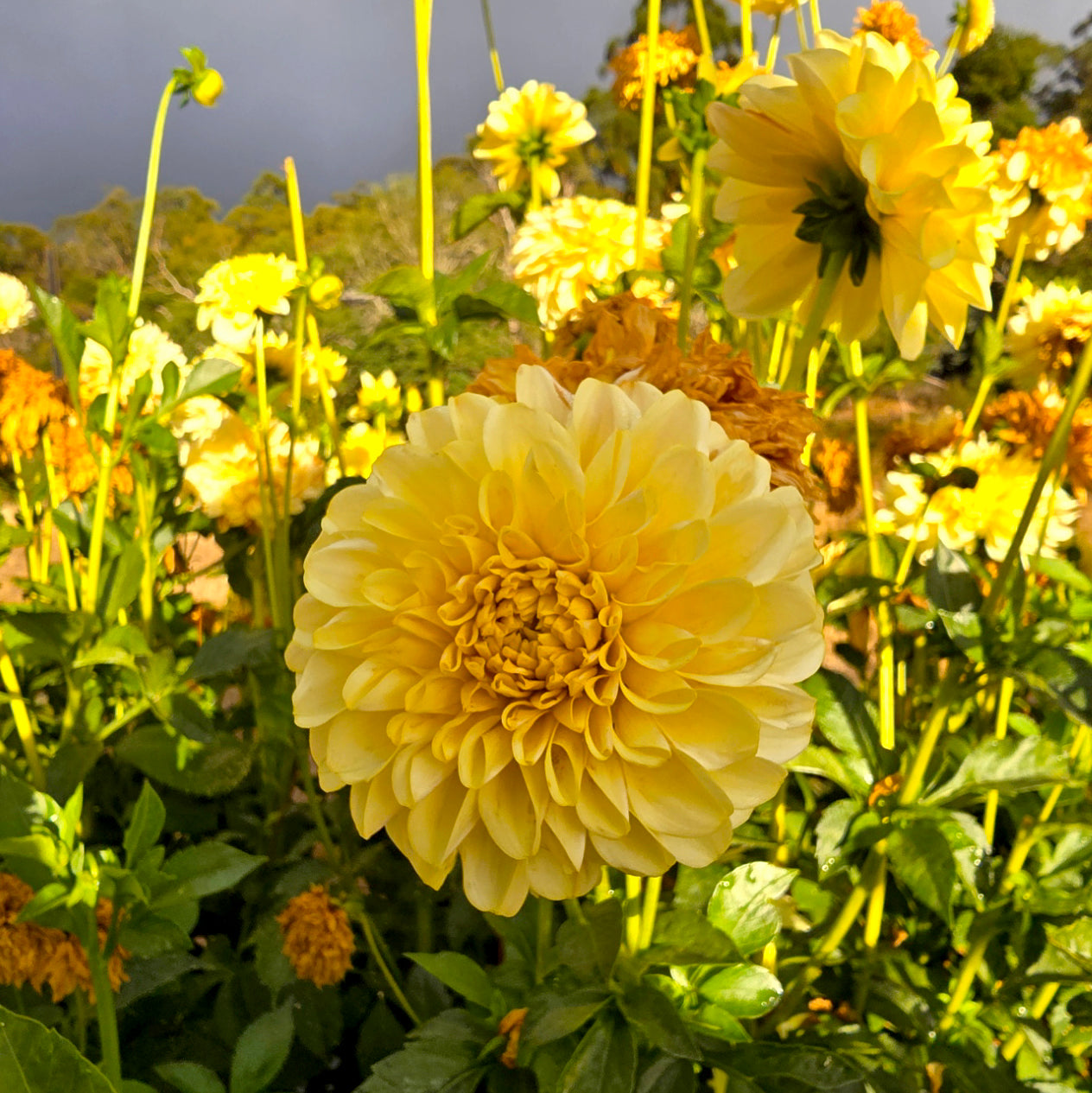 Trevallyn Lemon Globe dahlia tuber – Hillview Flowers