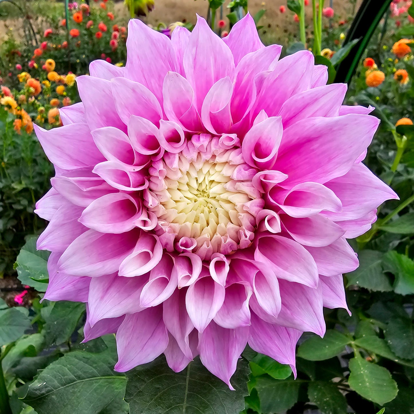 Vera's Elma dahlia tuber – Hillview Flowers