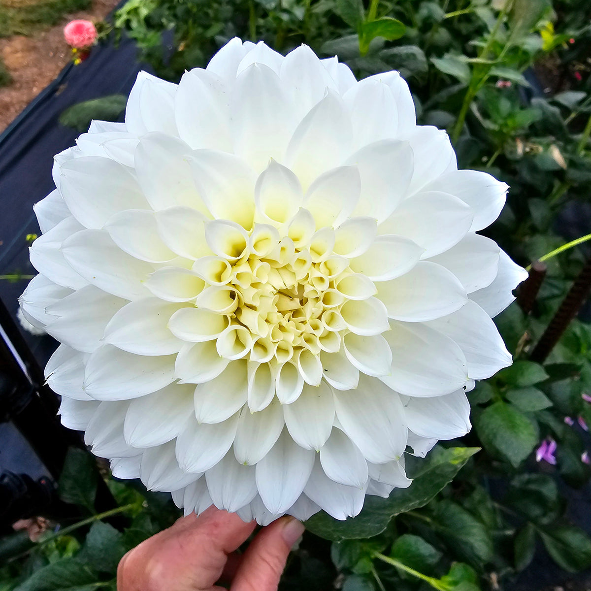 WV's Jean dahlia tuber – Hillview Flowers