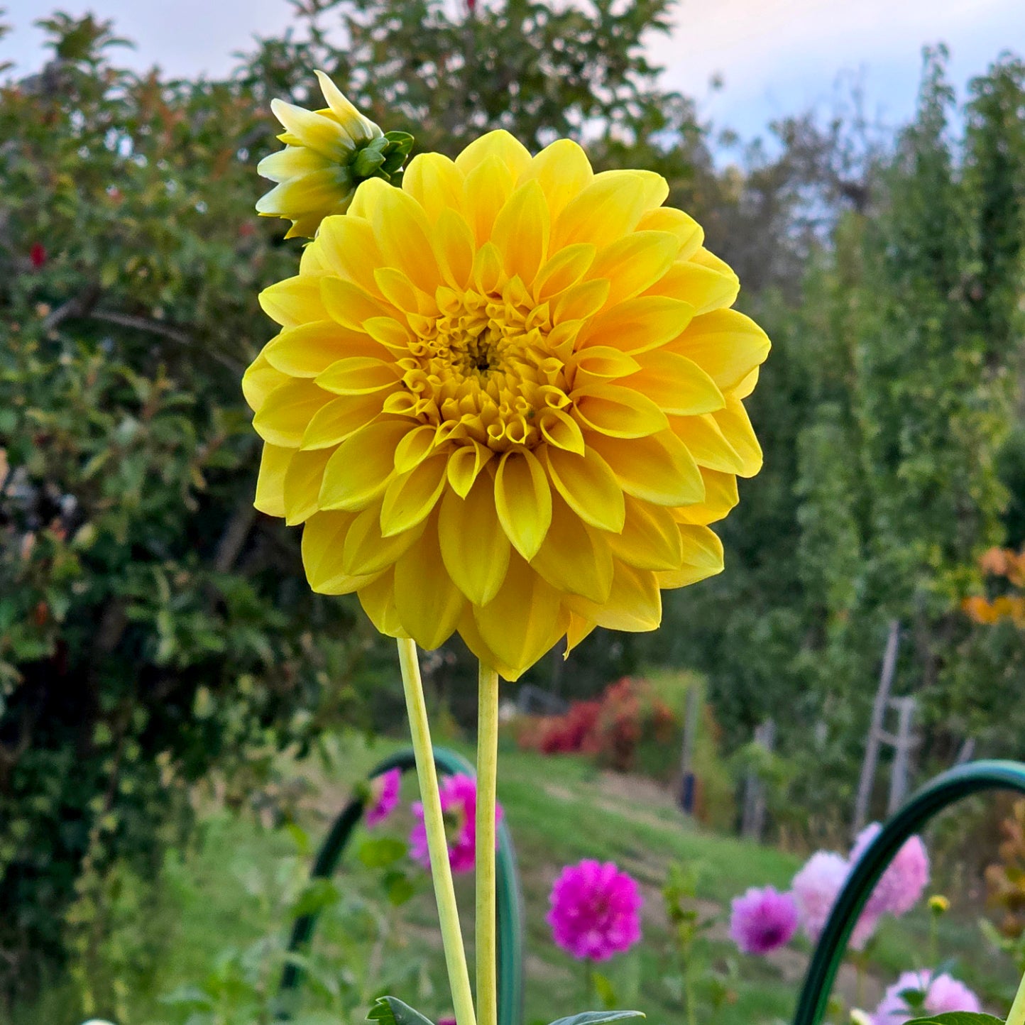 WV's Mustard dahlia tuber – Hillview Flowers