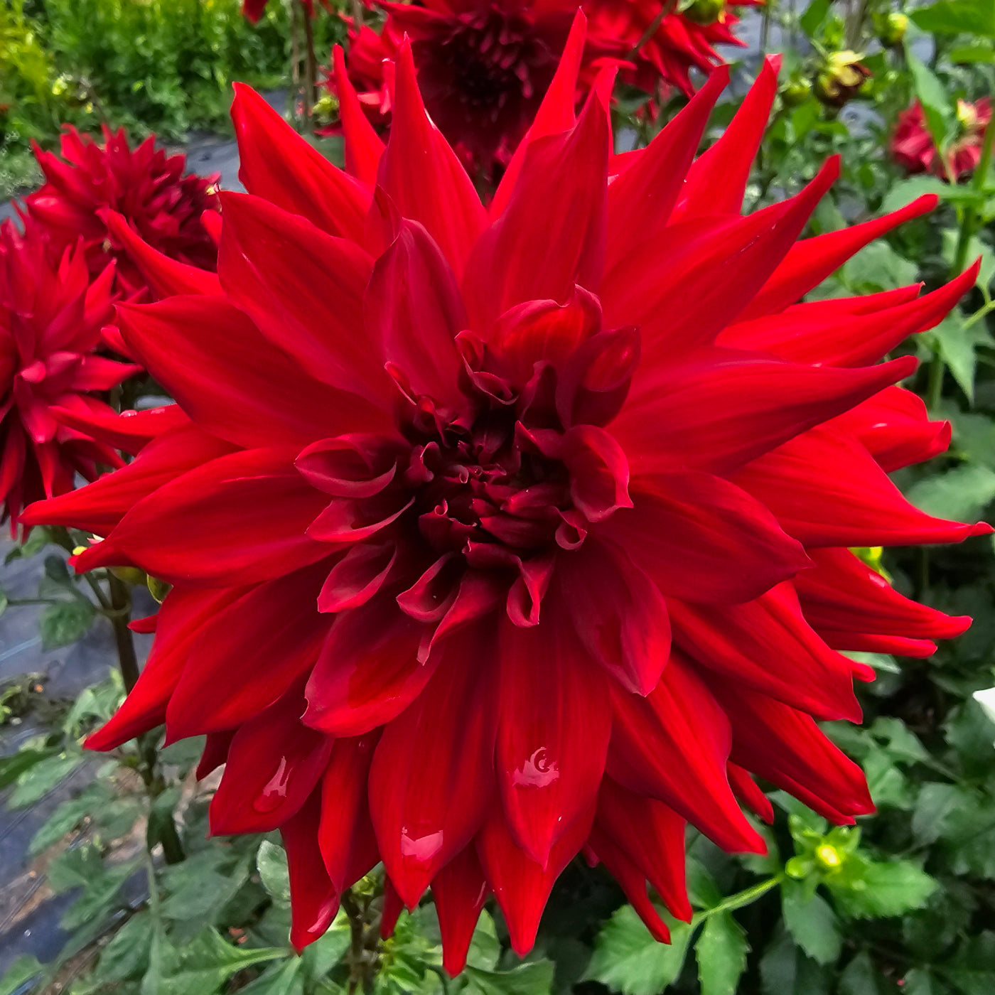 Winkie Admiral dahlia tuber – Hillview Flowers
