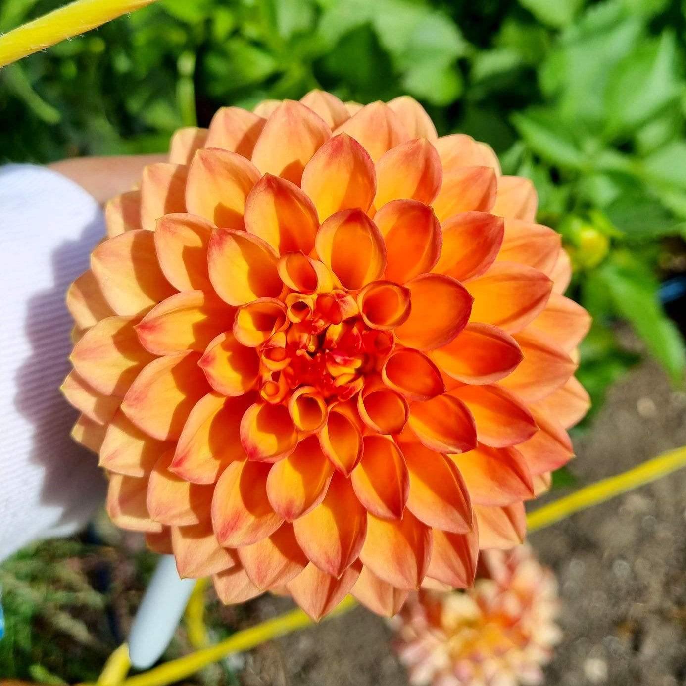 Winkie Nugget dahlia tuber – Hillview Flowers