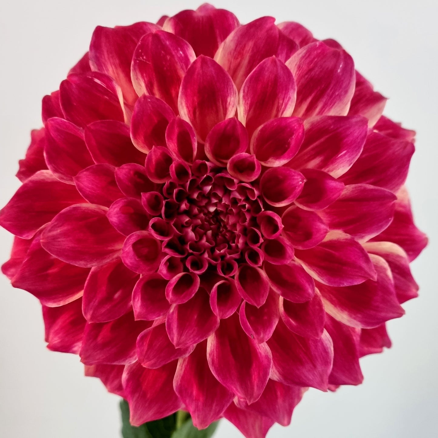 Winkie Rhubarb dahlia tuber – Hillview Flowers