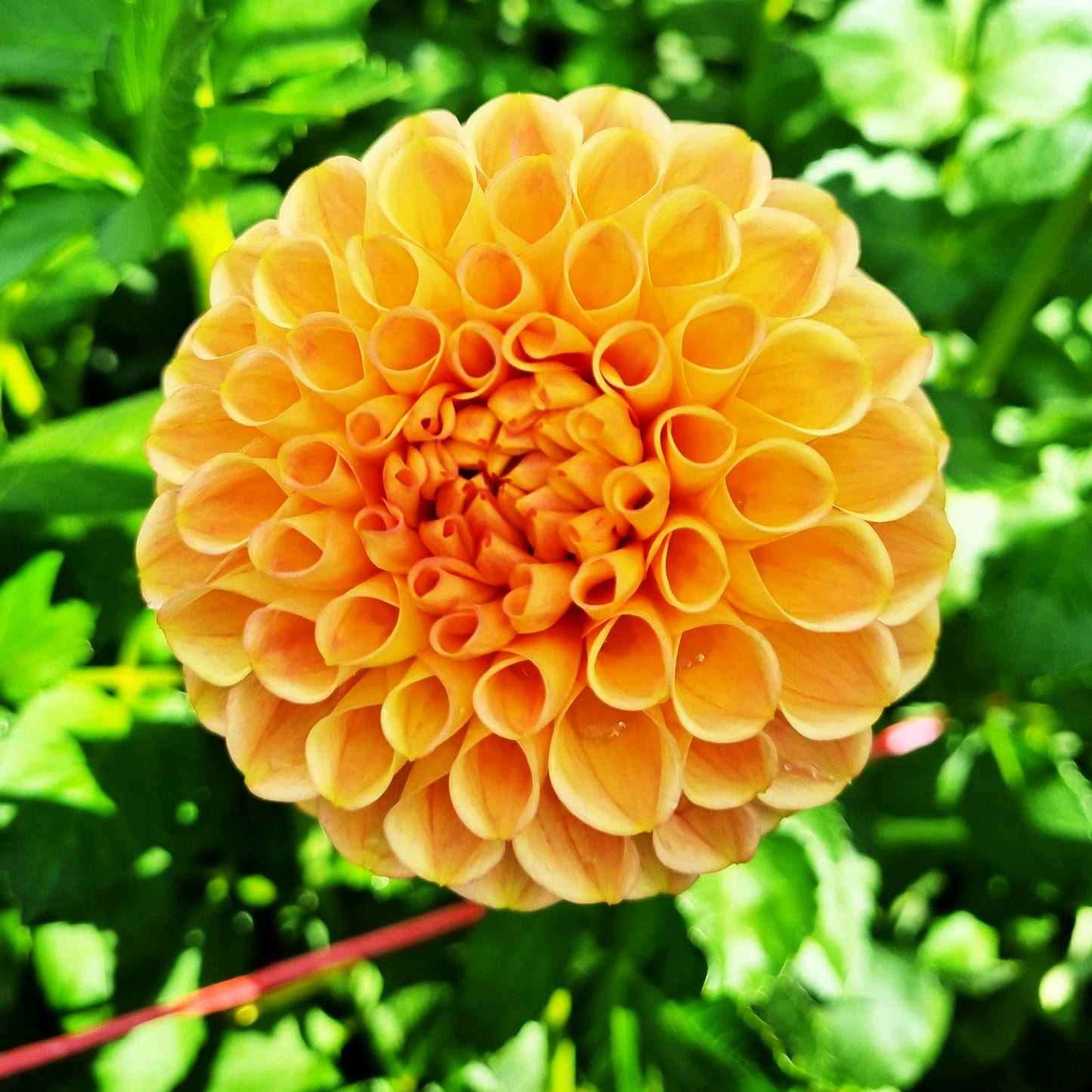 Winkie Test Eagle dahlia tuber – Hillview Flowers