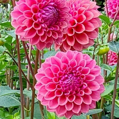Winkie Truffle dahlia tuber – Hillview Flowers