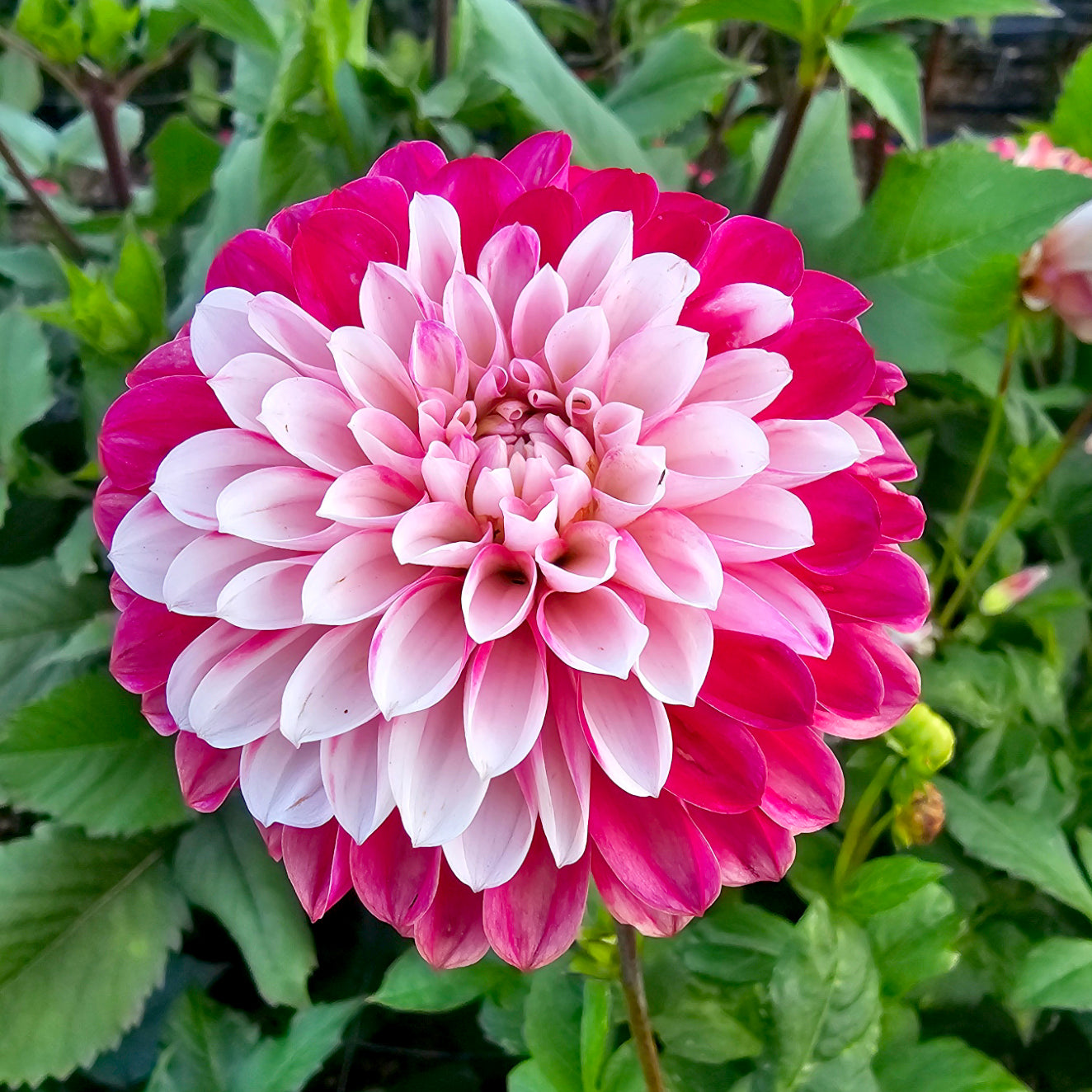 Xmas Cheer dahlia tuber – Hillview Flowers