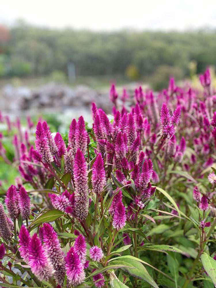 Seasonal Flowers