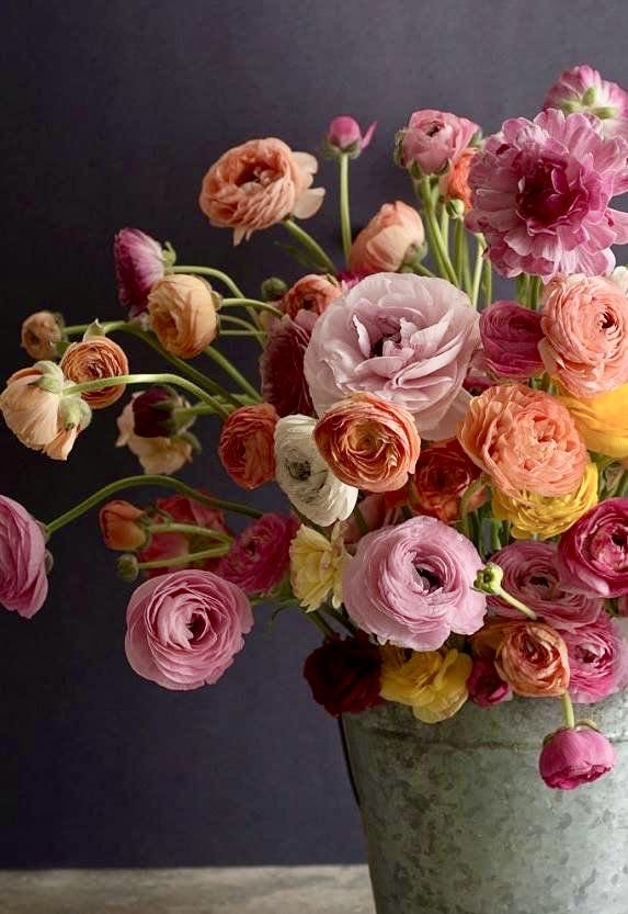 Ranunculus Corms