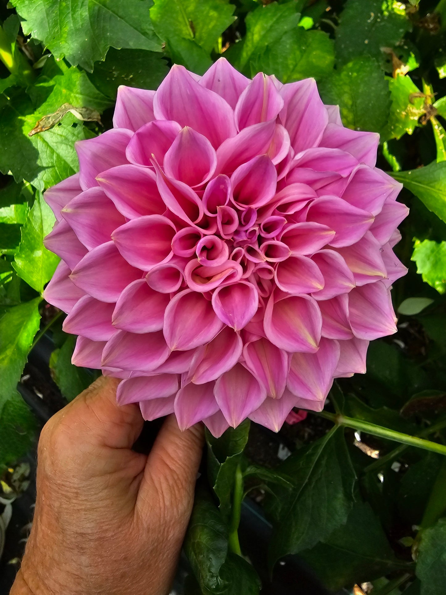 Formby Duke dahlia tuber – Hillview Flowers