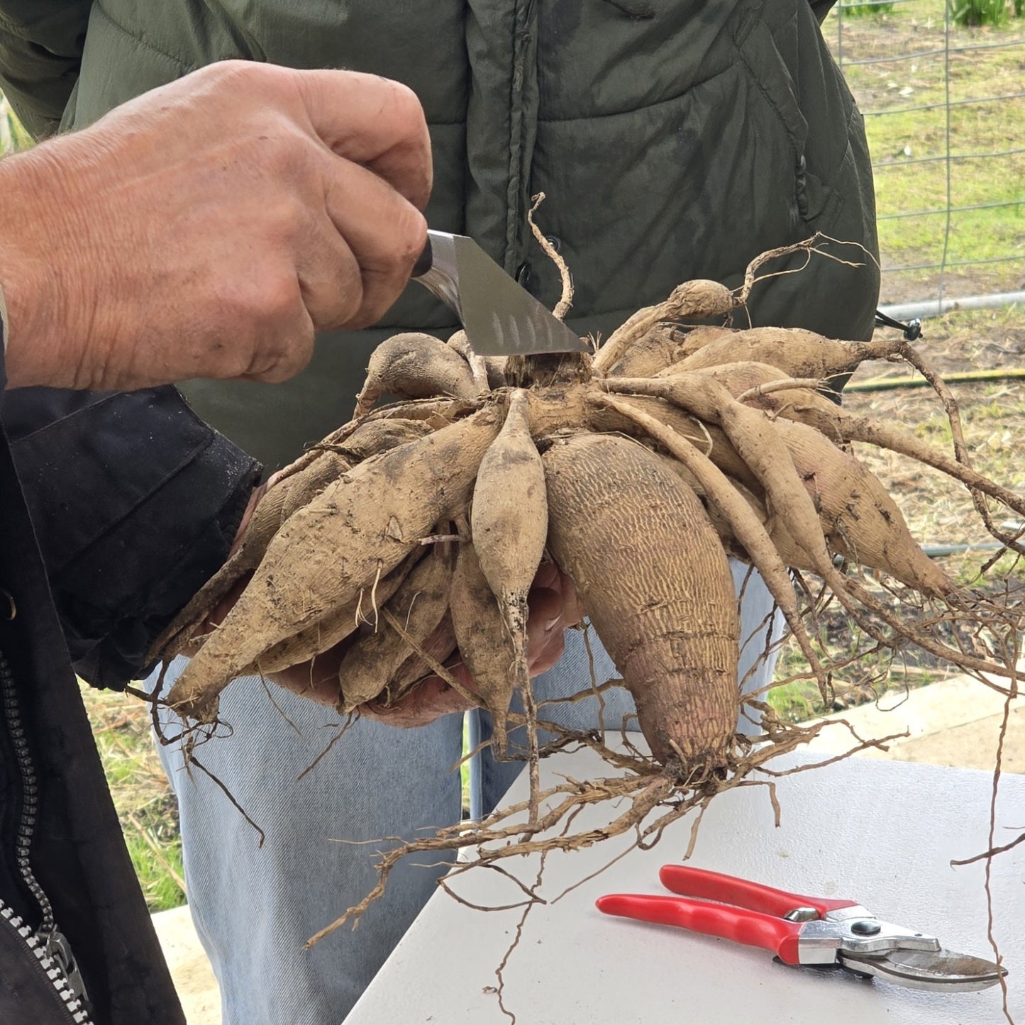 Dahlia Tuber Dig & Divide Workshop - Sunday 31 May 2026