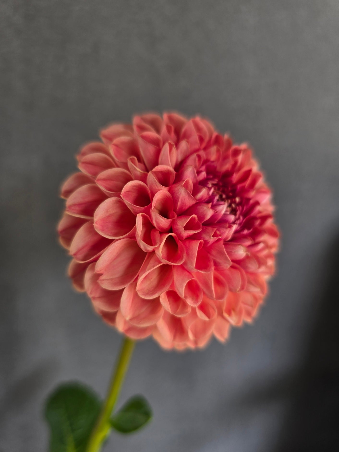 Jomanda dahlia tuber – Hillview Flowers