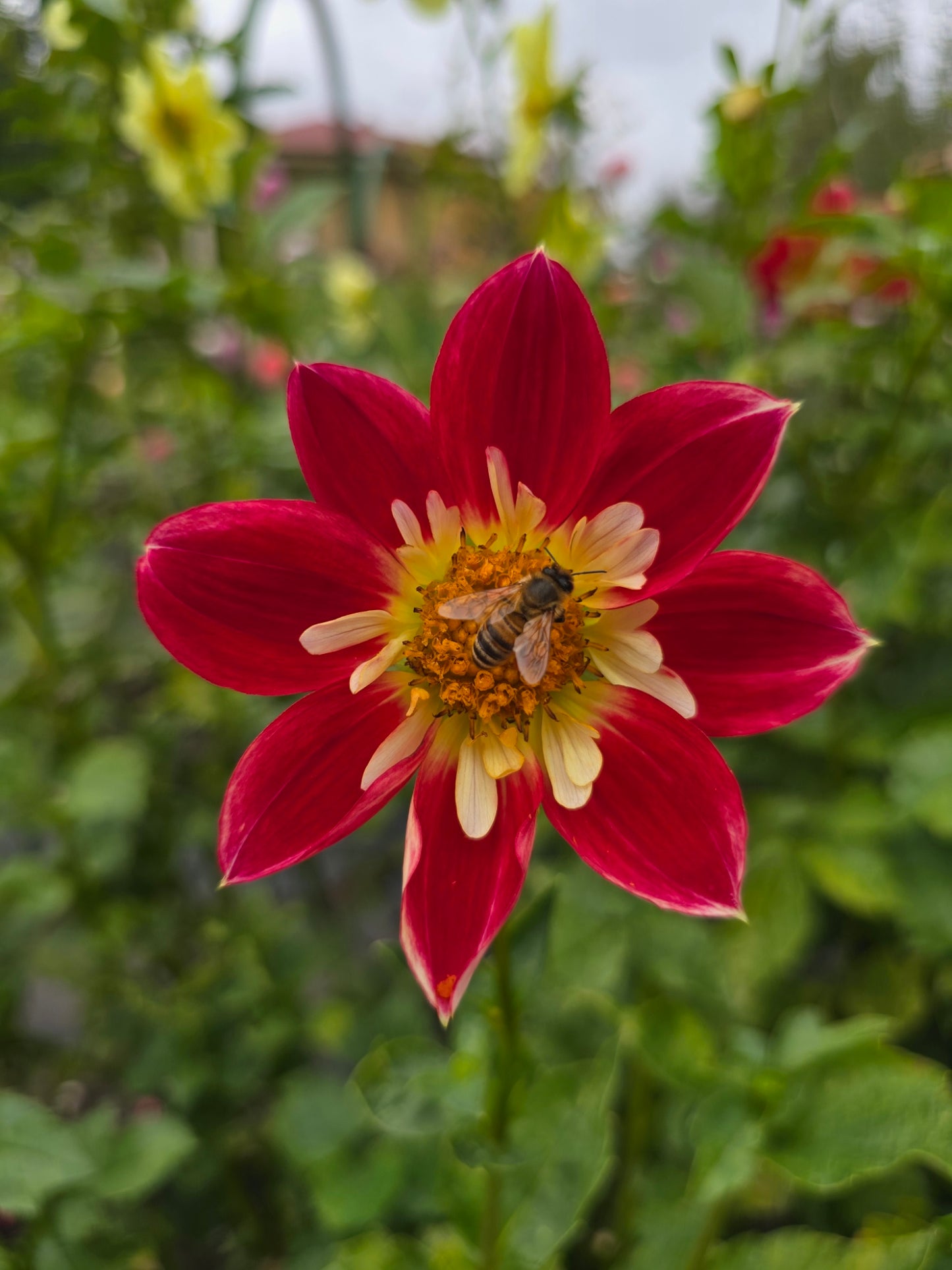 Madison dahlia tuber – Hillview Flowers