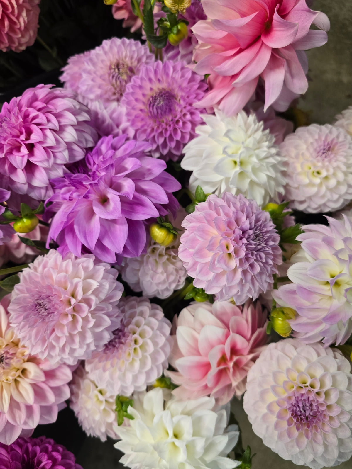 Growing Dahlias 101 Workshop