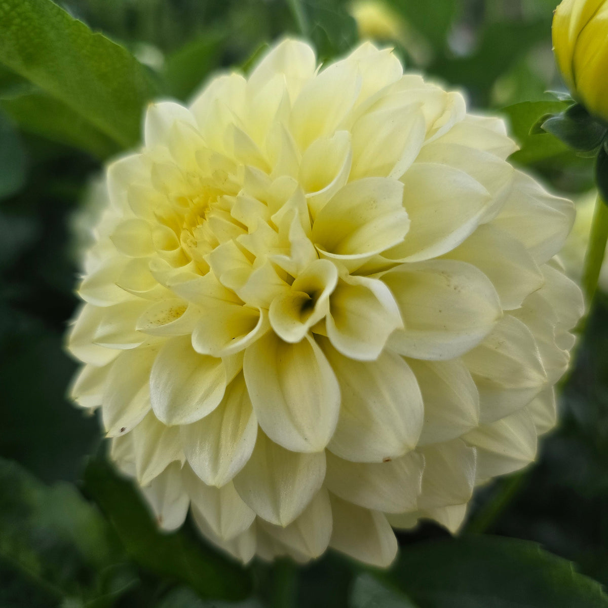 Florelie Limonata