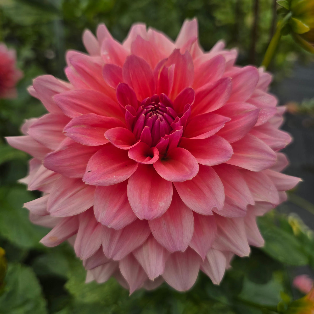 WV's Victorian Blush