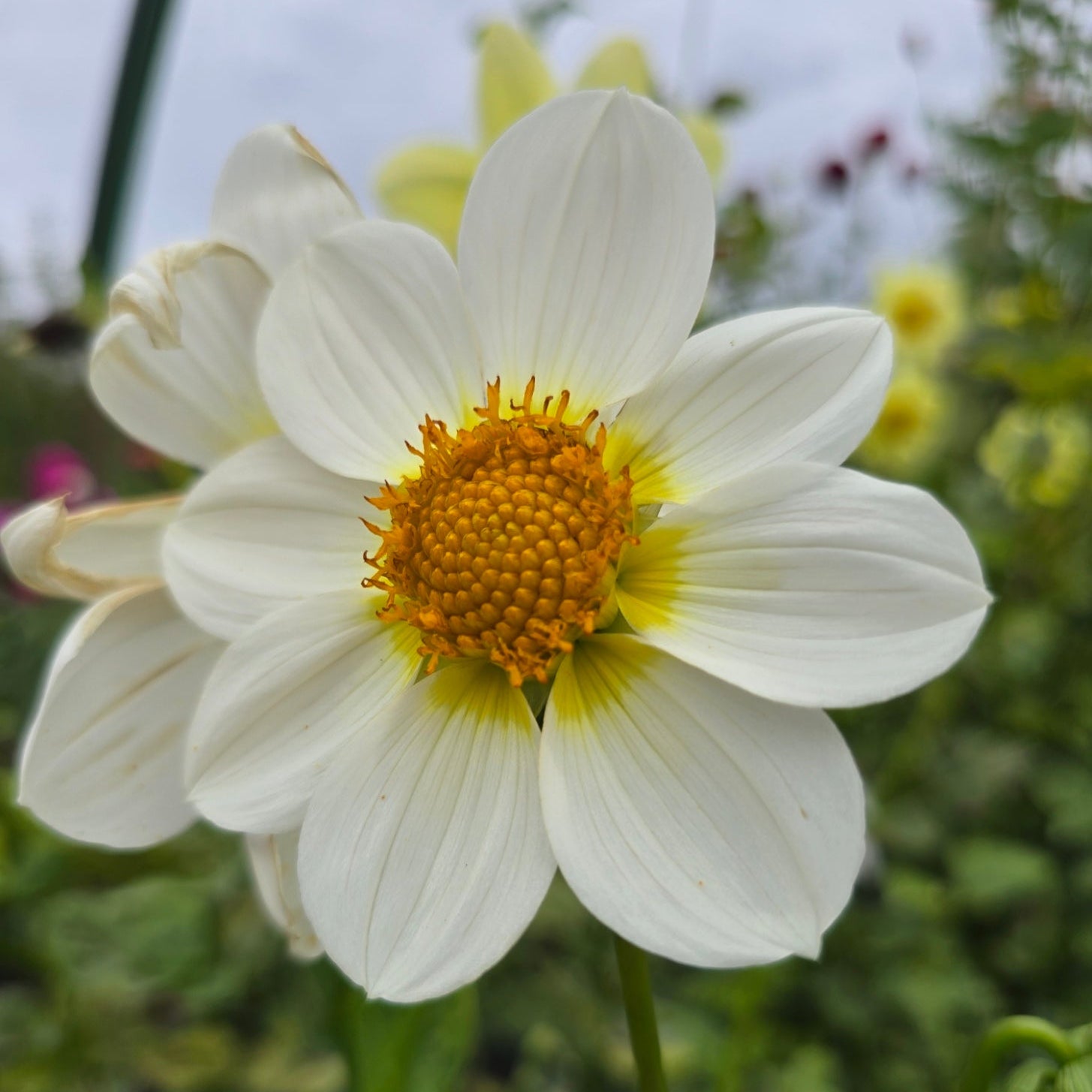 Angel Wings dahlia tuber – Hillview Flowers