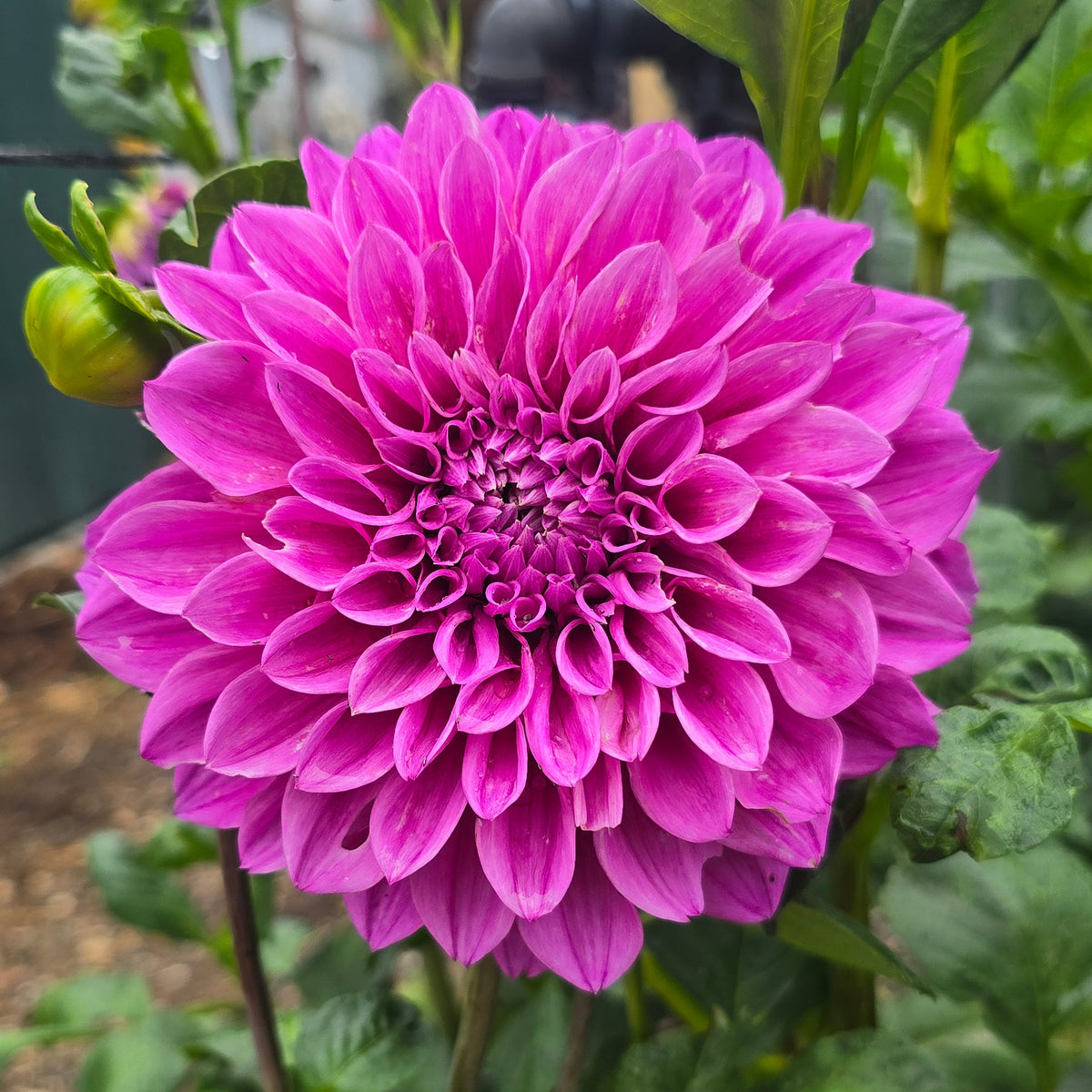 Angie's Fuschia