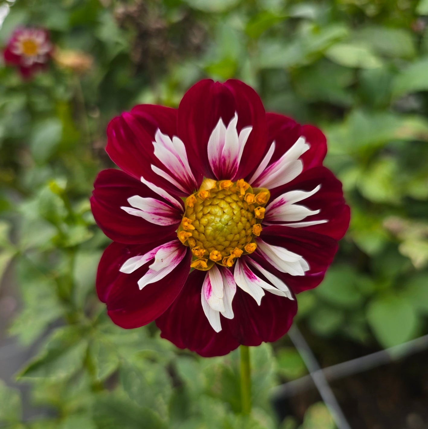 April Portwine dahlia tuber – Hillview Flowers