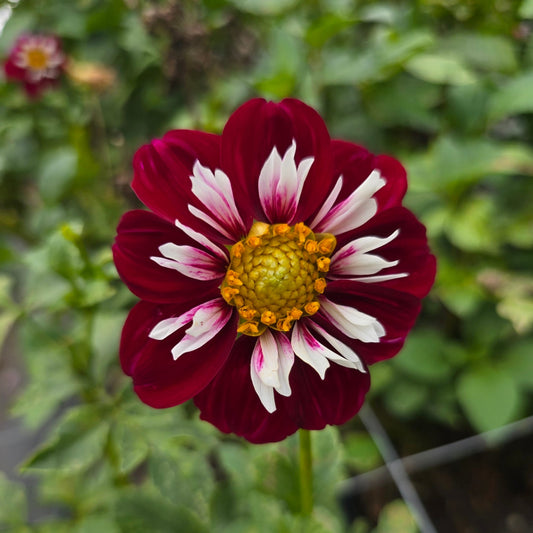 April Portwine dahlia tuber – Hillview Flowers