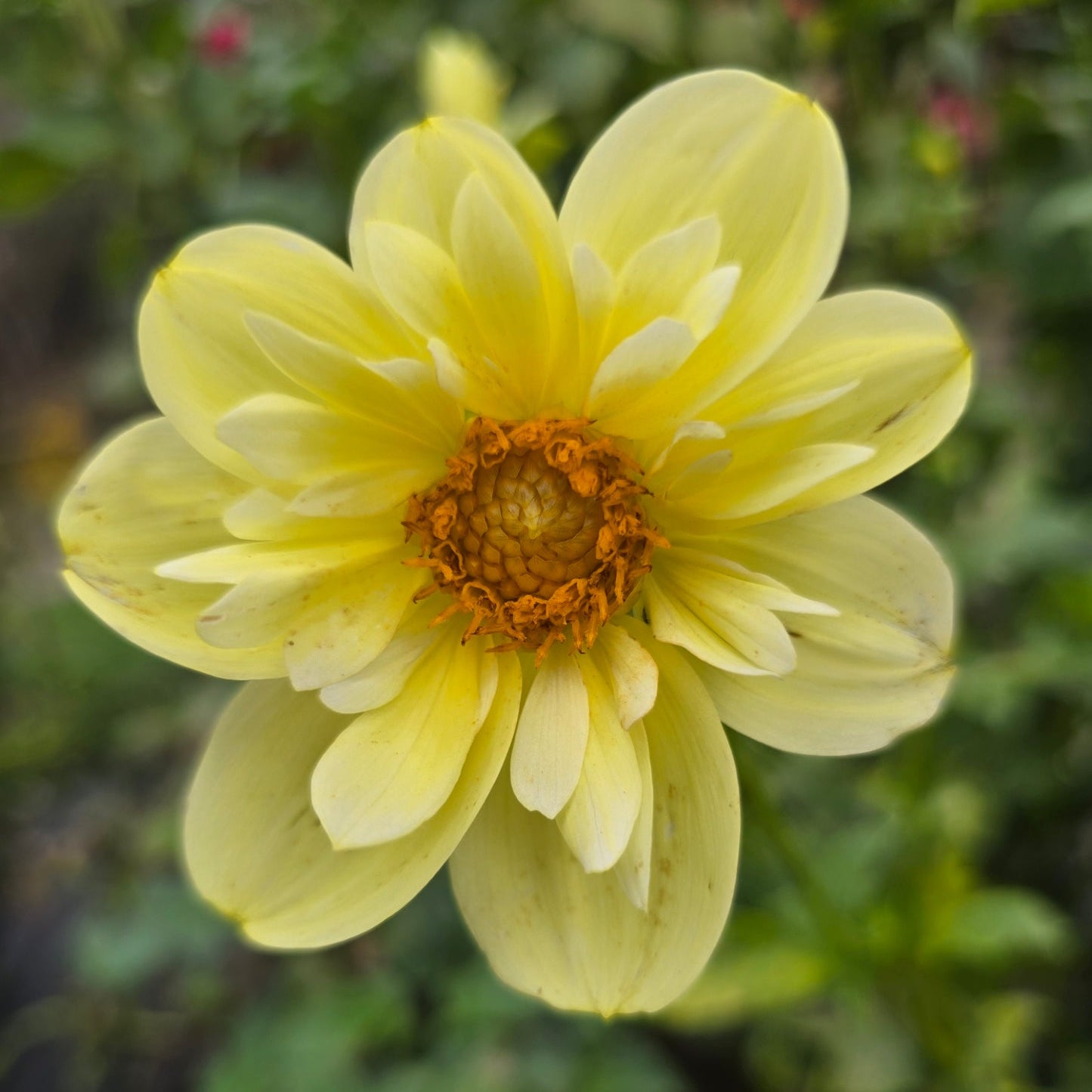 April Star dahlia tuber – Hillview Flowers