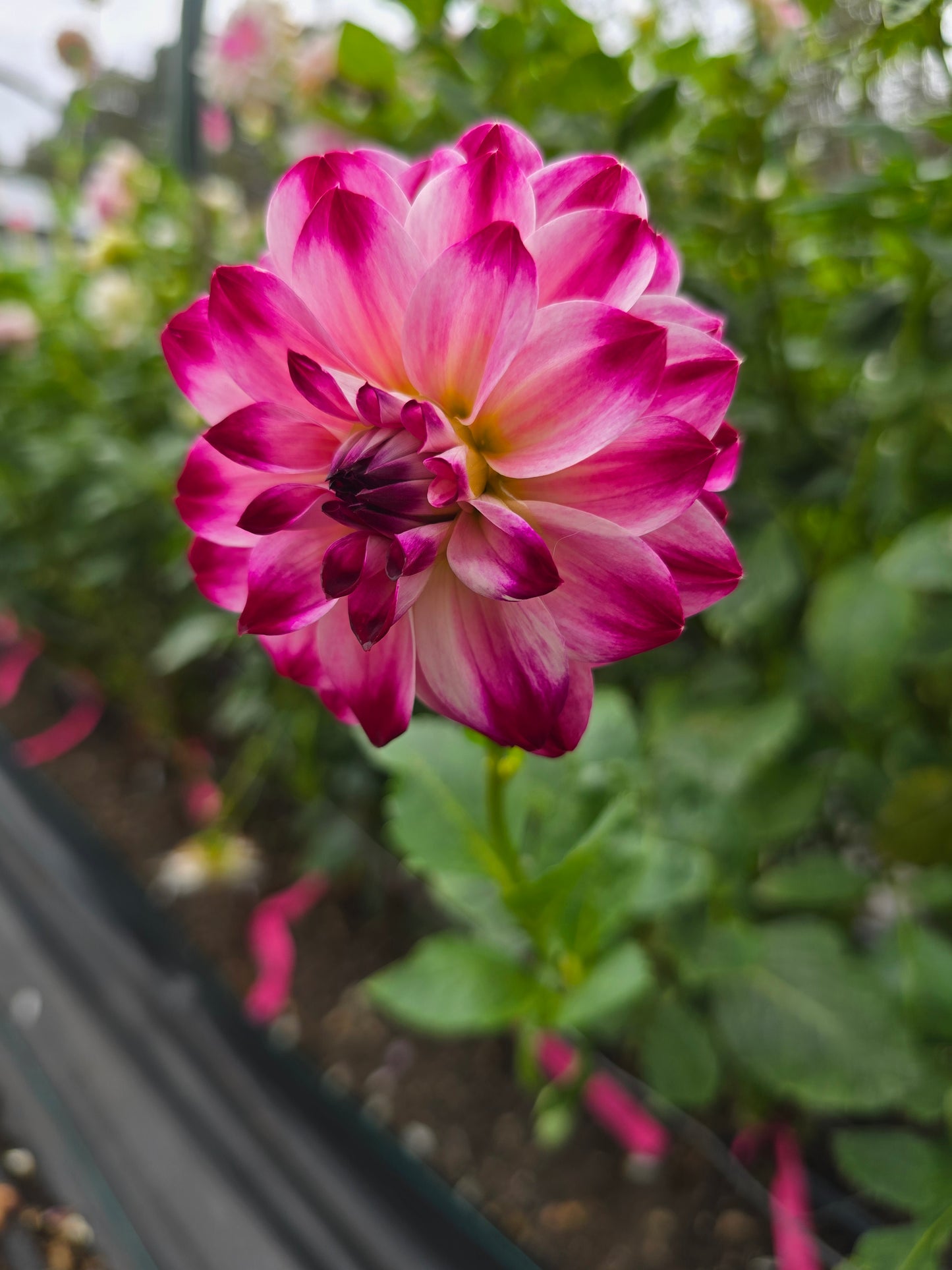 Atlantic Jewels dahlia tuber – Hillview Flowers