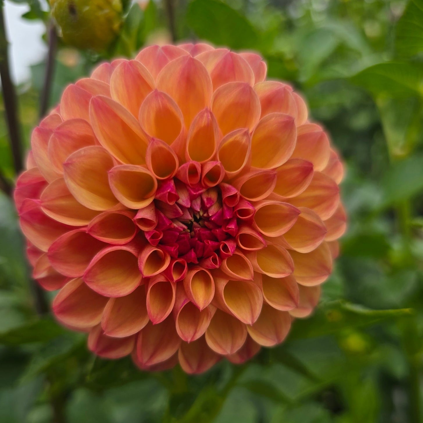 Bronze Medallion dahlia tuber – Hillview Flowers