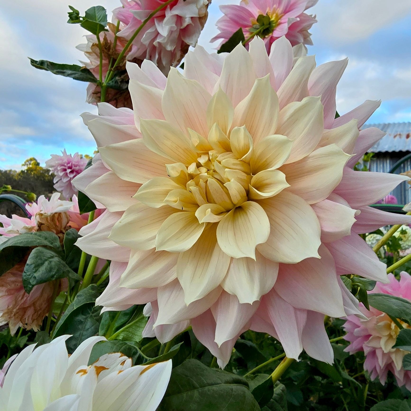 Cerise Rosebud (aka Pearl of Hempstead) dahlia tuber – Hillview Flowers