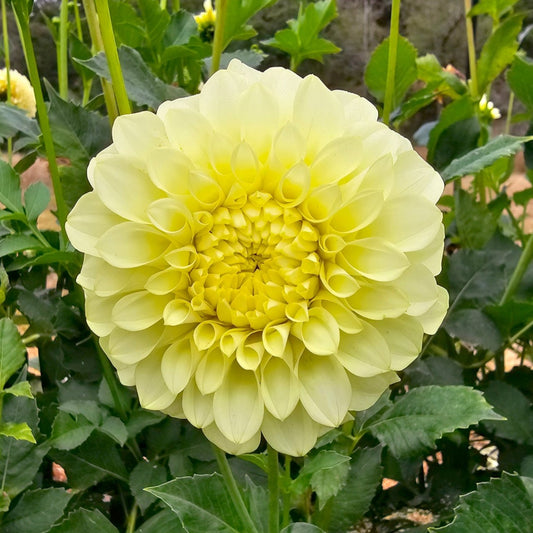 Coorabell Heather dahlia tuber – Hillview Flowers