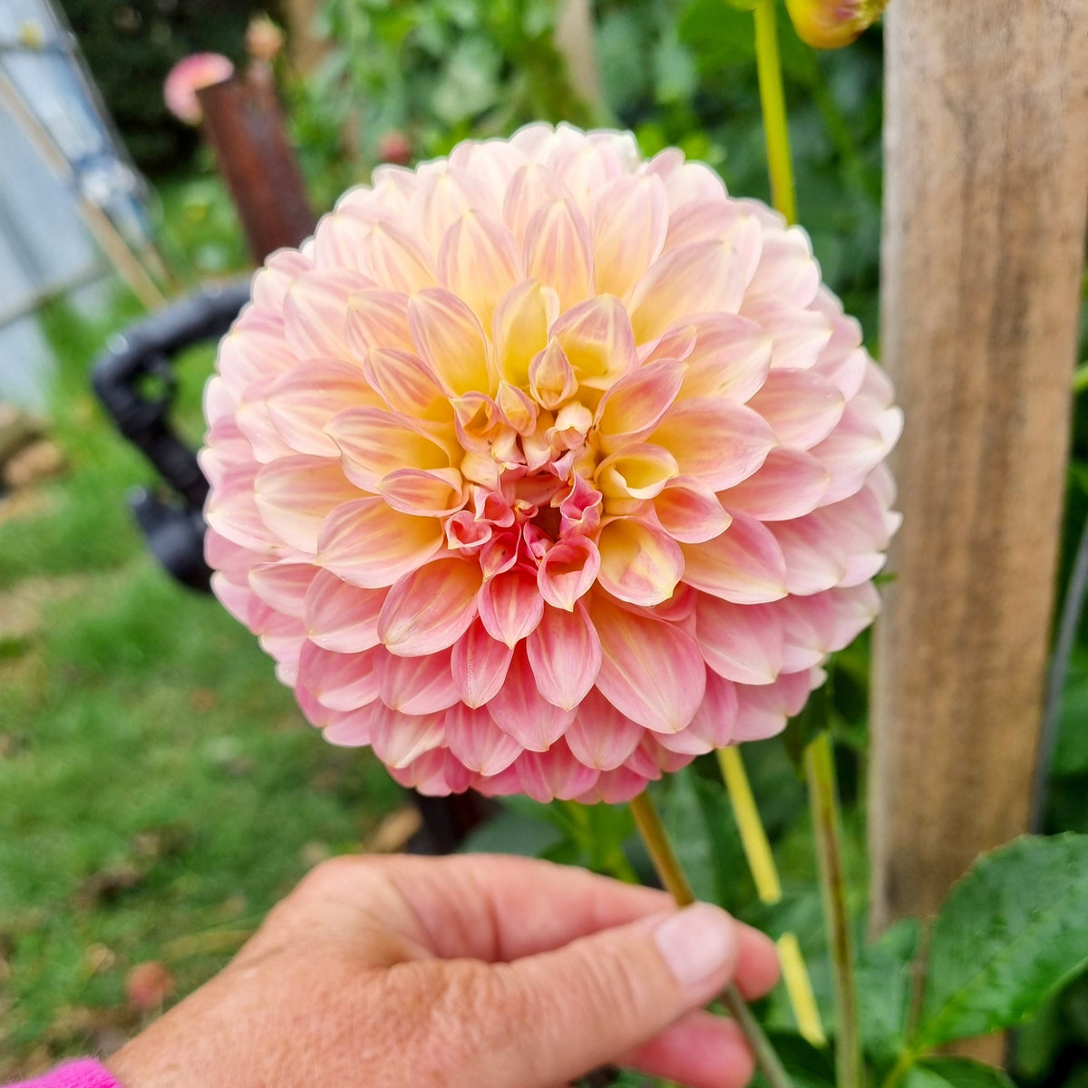 Coorabell Moonglow dahlia tuber – Hillview Flowers