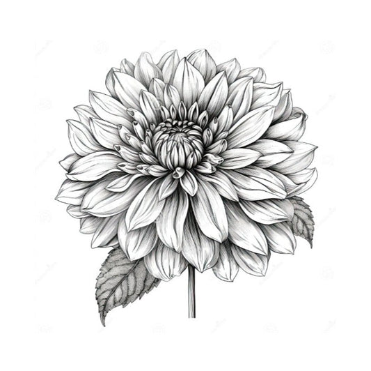 Miss Aylah Van dahlia tuber – Hillview Flowers