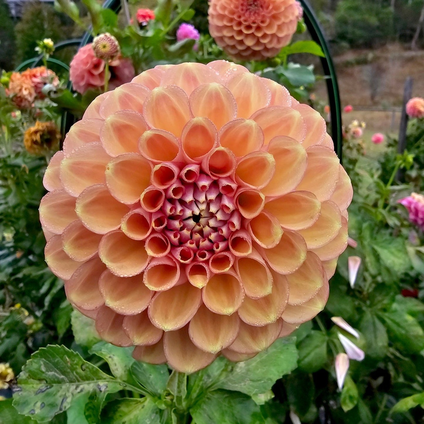 Devon Apollo dahlia tuber – Hillview Flowers