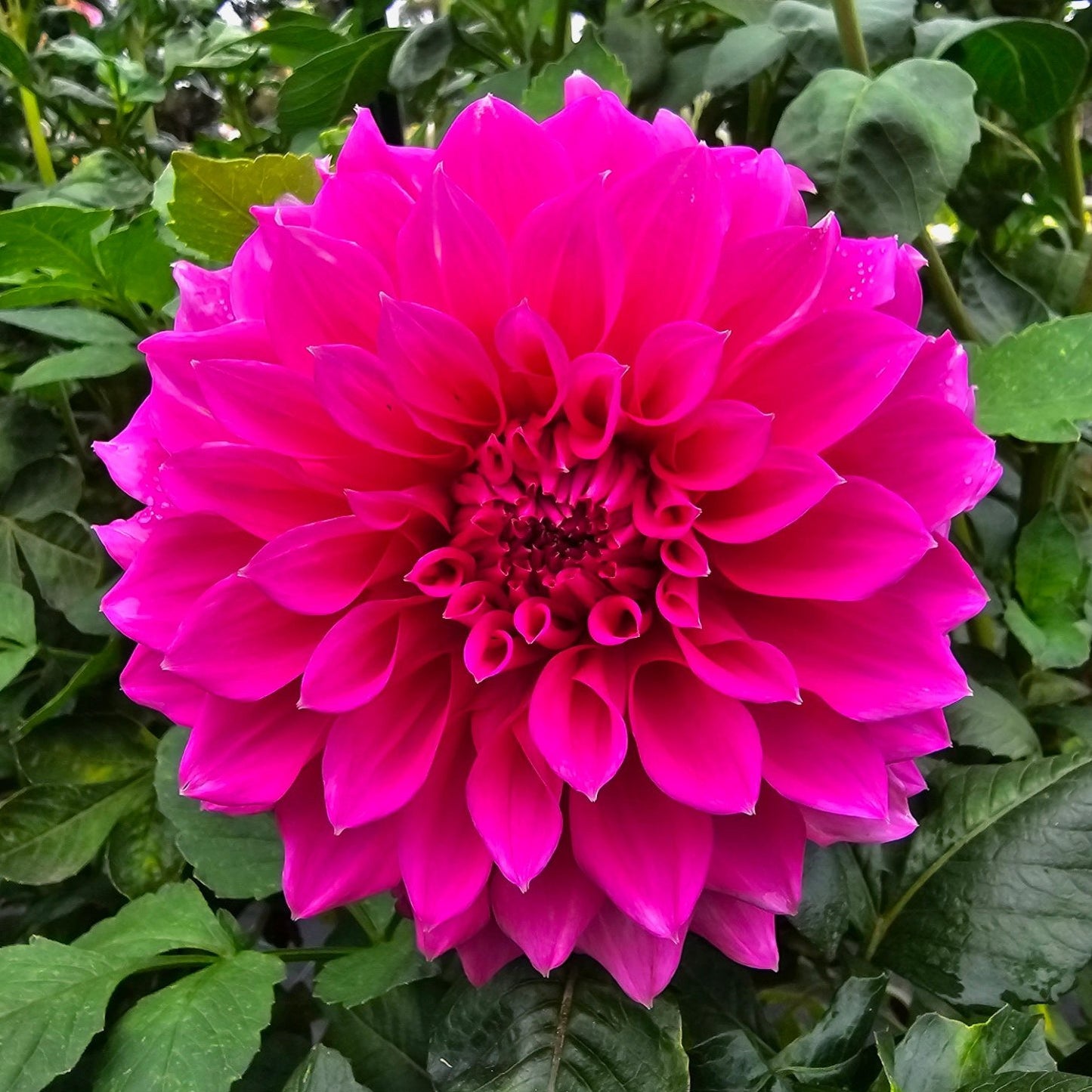 Devon Excel dahlia tuber – Hillview Flowers