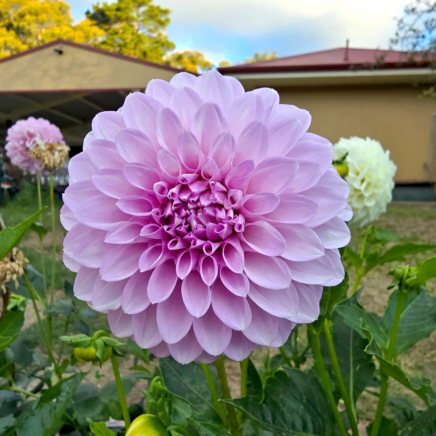 Devon Mystique dahlia tuber – Hillview Flowers