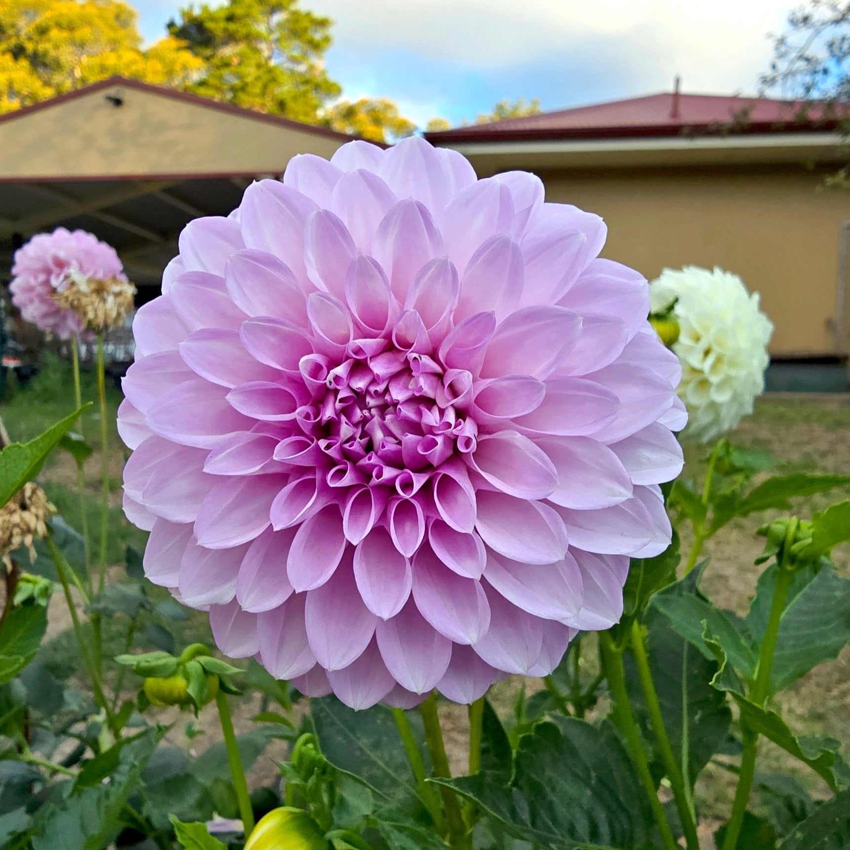 Devon Mystique dahlia tuber – Hillview Flowers